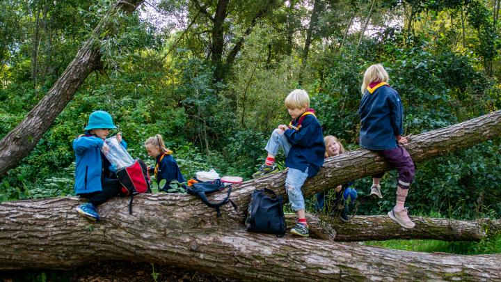 Mikroer på et væltet træ